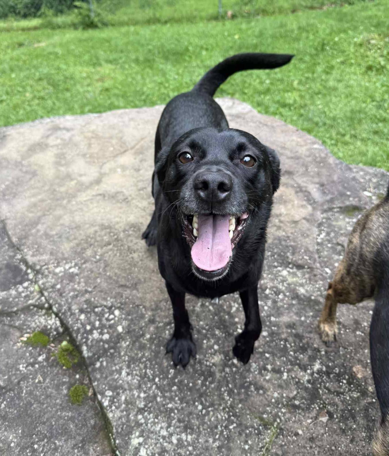 Spunk, Adoptable, Adult Male Mixed Breed.