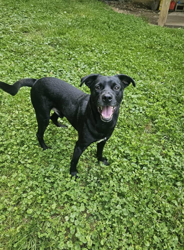 Enlarge Spunk, a Adoptable Mixed Breed in Fairmont, WV image 2/3