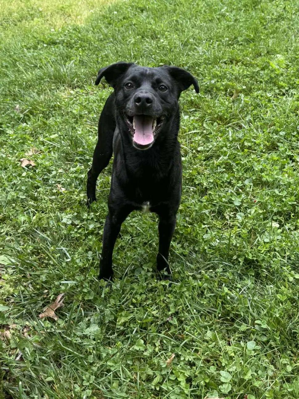 Enlarge Spunk, a Adoptable Mixed Breed in Fairmont, WV image 3/3