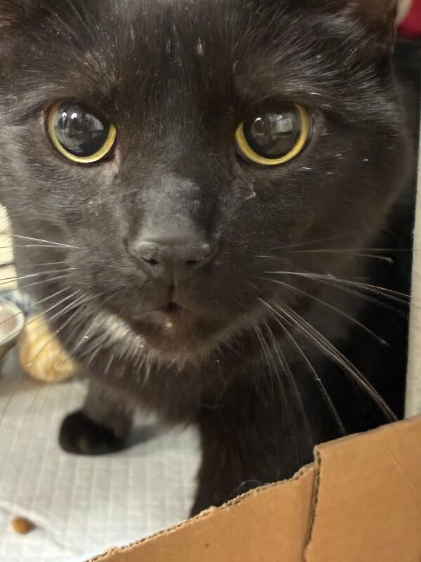 Ishmael (Ali), Adoptable, Adult Male Domestic Short Hair.