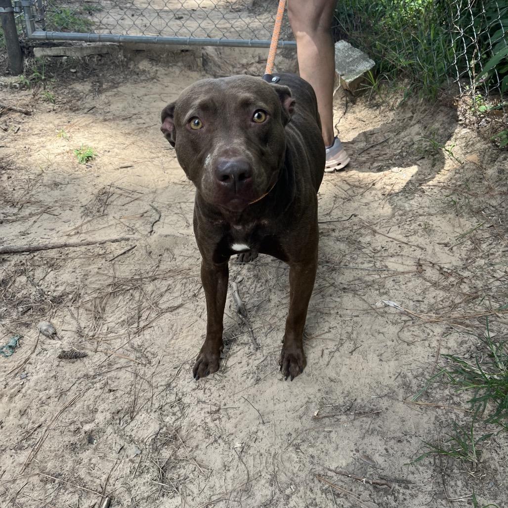 Shirley temple, a Adoptable mixed breed in Palestine, TX image 1/3