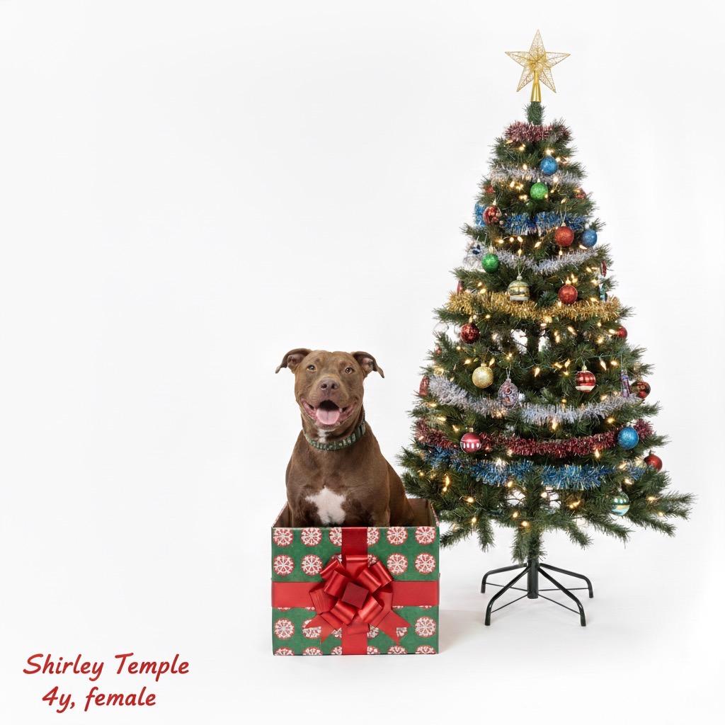 Shirley temple, a Adoptable mixed breed in Palestine, TX image 2/3