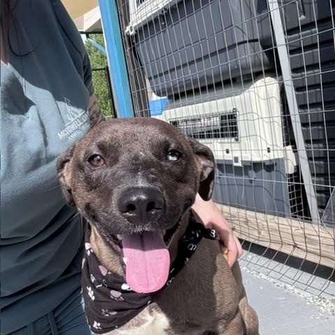 Hyena, a ADOPTABLE mixed breed in Marion, NC image 2/4