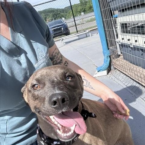 Hyena, ADOPTABLE, Young Male Mixed Breed.