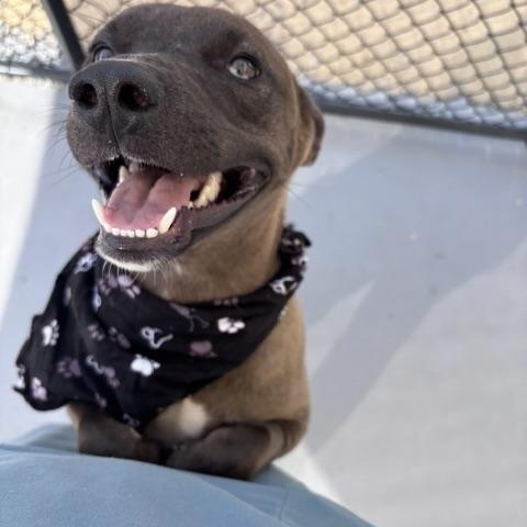 Hyena, a ADOPTABLE mixed breed in Marion, NC image 4/4
