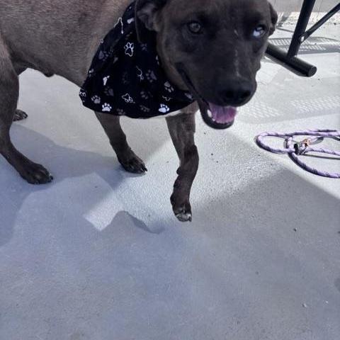 Hyena, a ADOPTABLE mixed breed in Marion, NC image 3/4