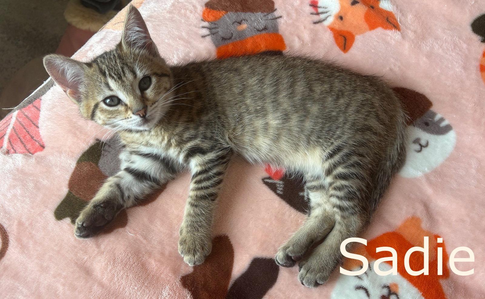 Enlarge Sadie - Good family kitten, a Adopted Tabby in Hillsboro, OR image 1/3