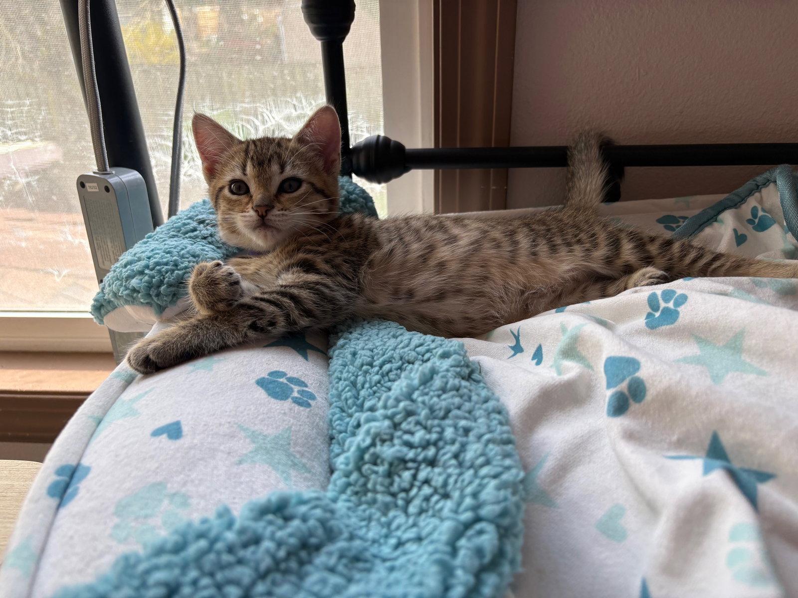 Enlarge Sadie - Good family kitten, a Adopted Tabby in Hillsboro, OR image 2/3