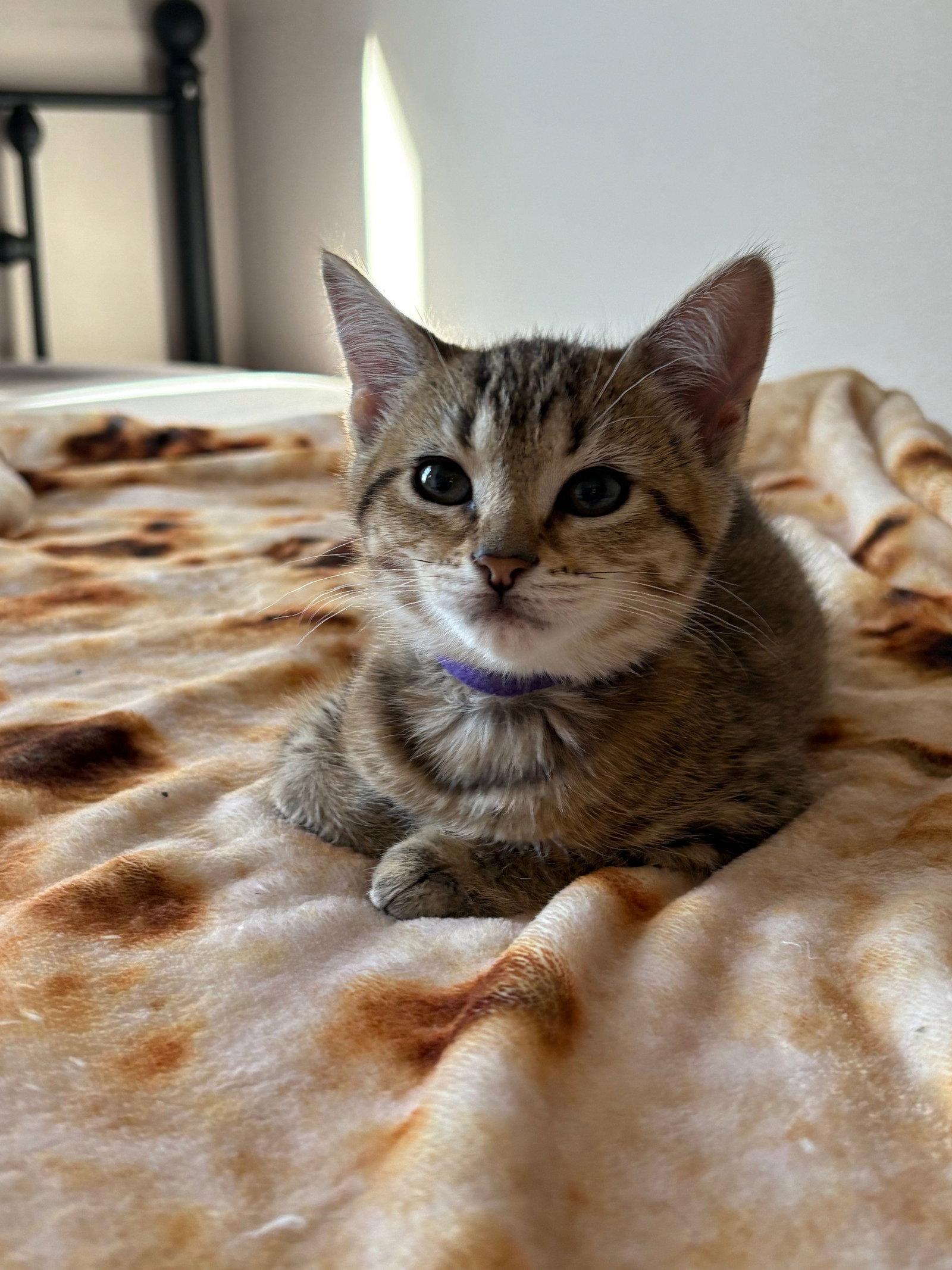 Enlarge Sadie - Good family kitten, a Adopted Tabby in Hillsboro, OR image 3/3