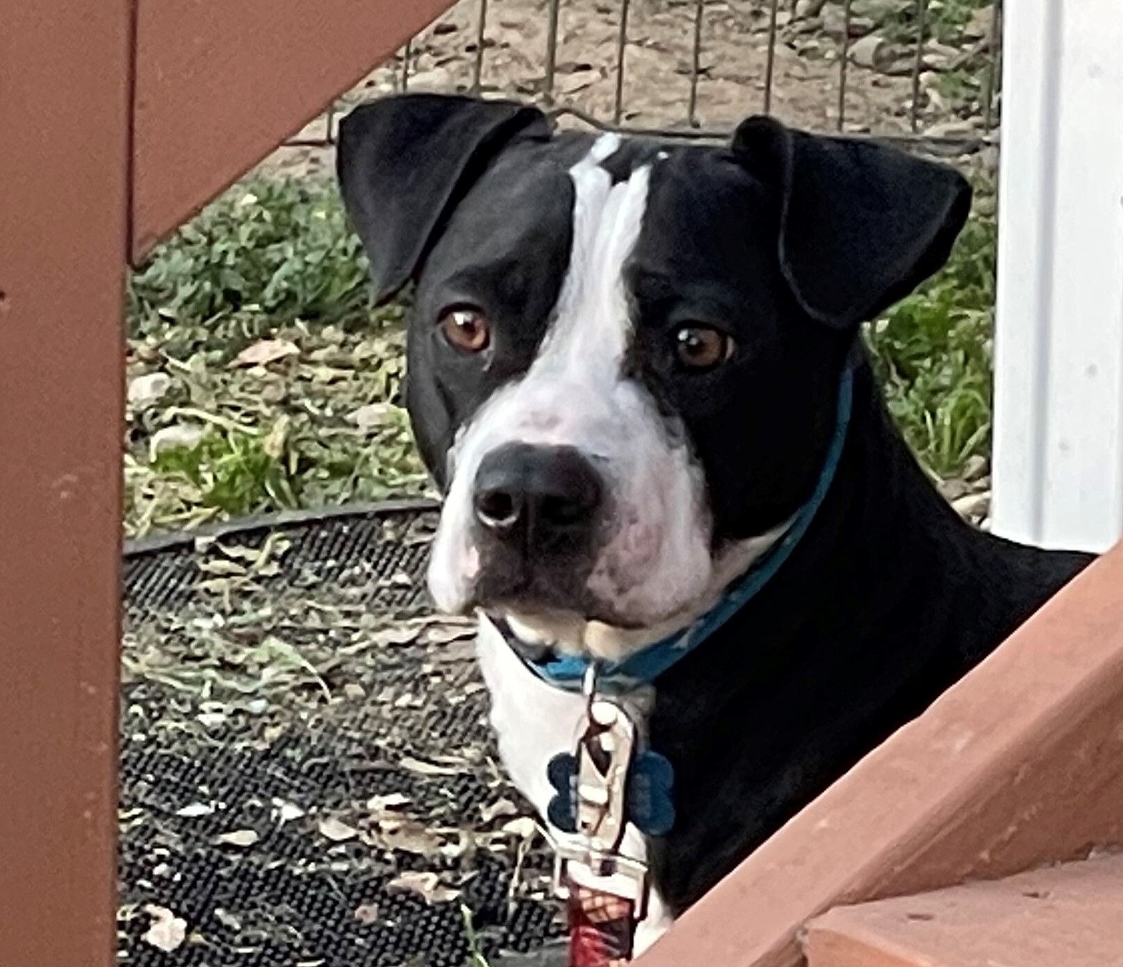 Bubba, a Adoptable mixed breed in Atascadero, CA image 1/2