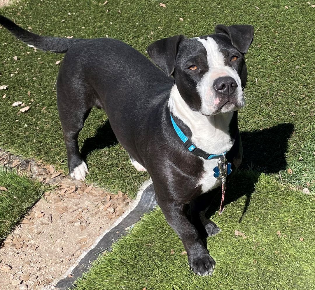 Bubba, a Adoptable mixed breed in Atascadero, CA image 2/2