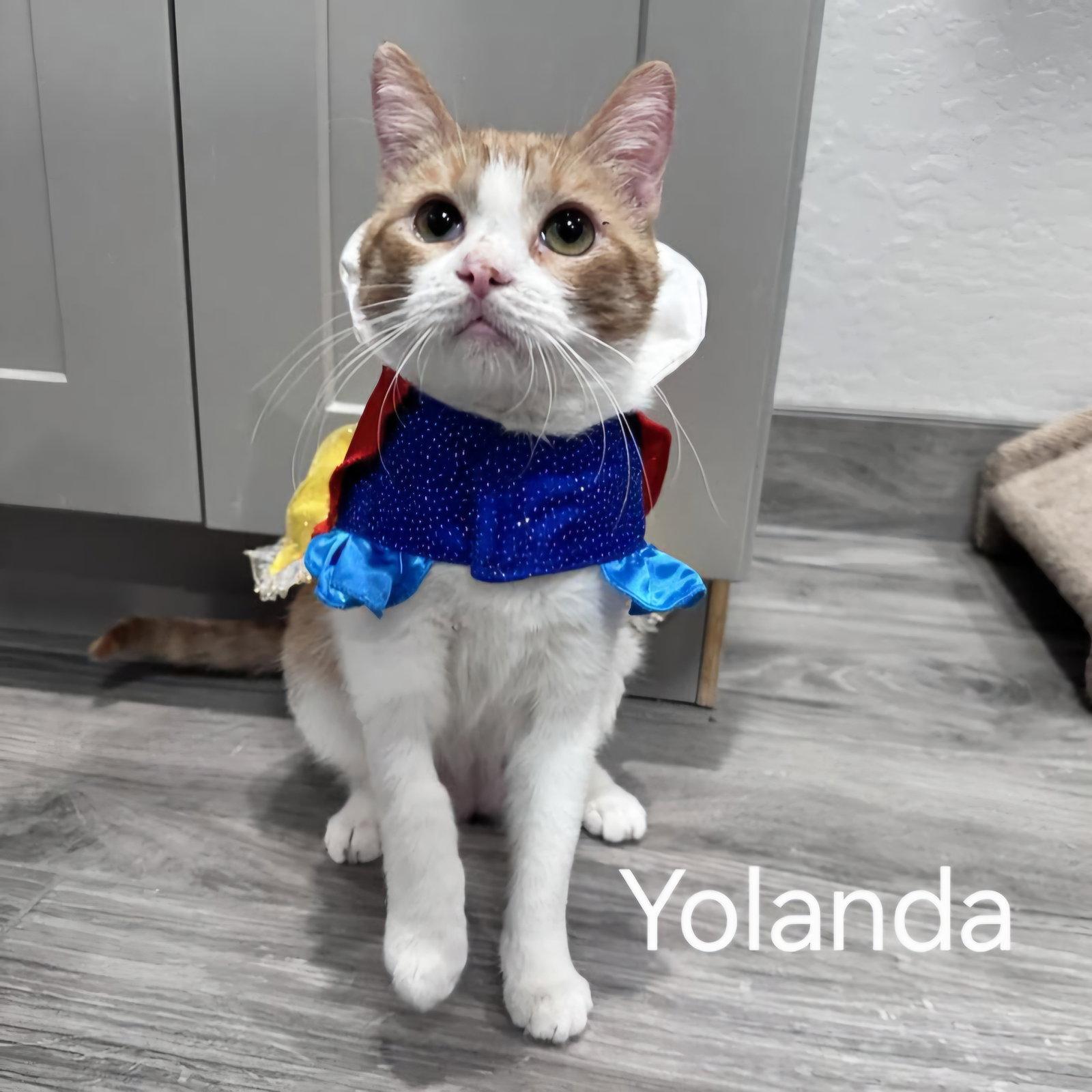Enlarge Yolanda, a Adopted Domestic Short Hair in Phoenix, AZ image 1/3