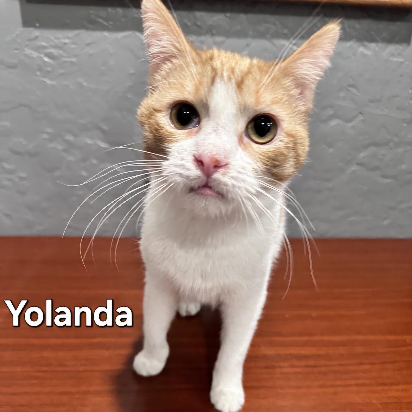 Enlarge Yolanda, a Adopted Domestic Short Hair in Phoenix, AZ image 2/3