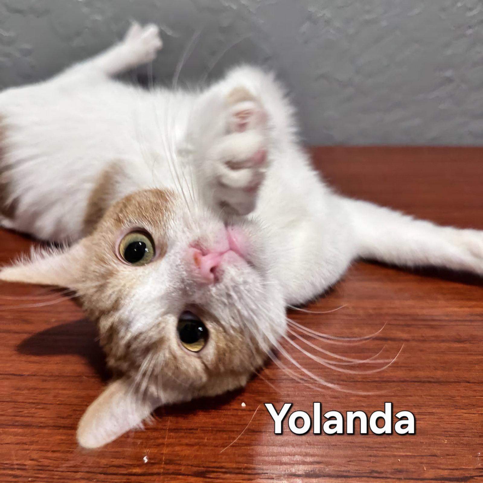 Enlarge Yolanda, a Adopted Domestic Short Hair in Phoenix, AZ image 3/3