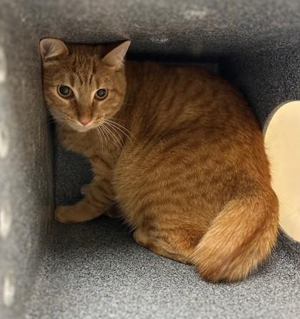 Kiko, Adoptable, Young Male Domestic Short Hair & Domestic Short Hair.