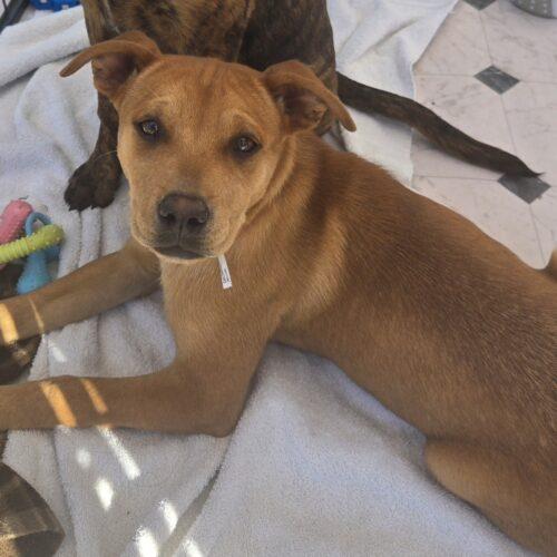 BROWNIE, a Adoptable mixed breed in San Juan Capistrano, CA image 1/5