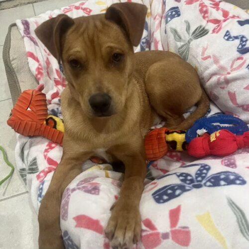 BROWNIE, a Adoptable mixed breed in San Juan Capistrano, CA image 4/5