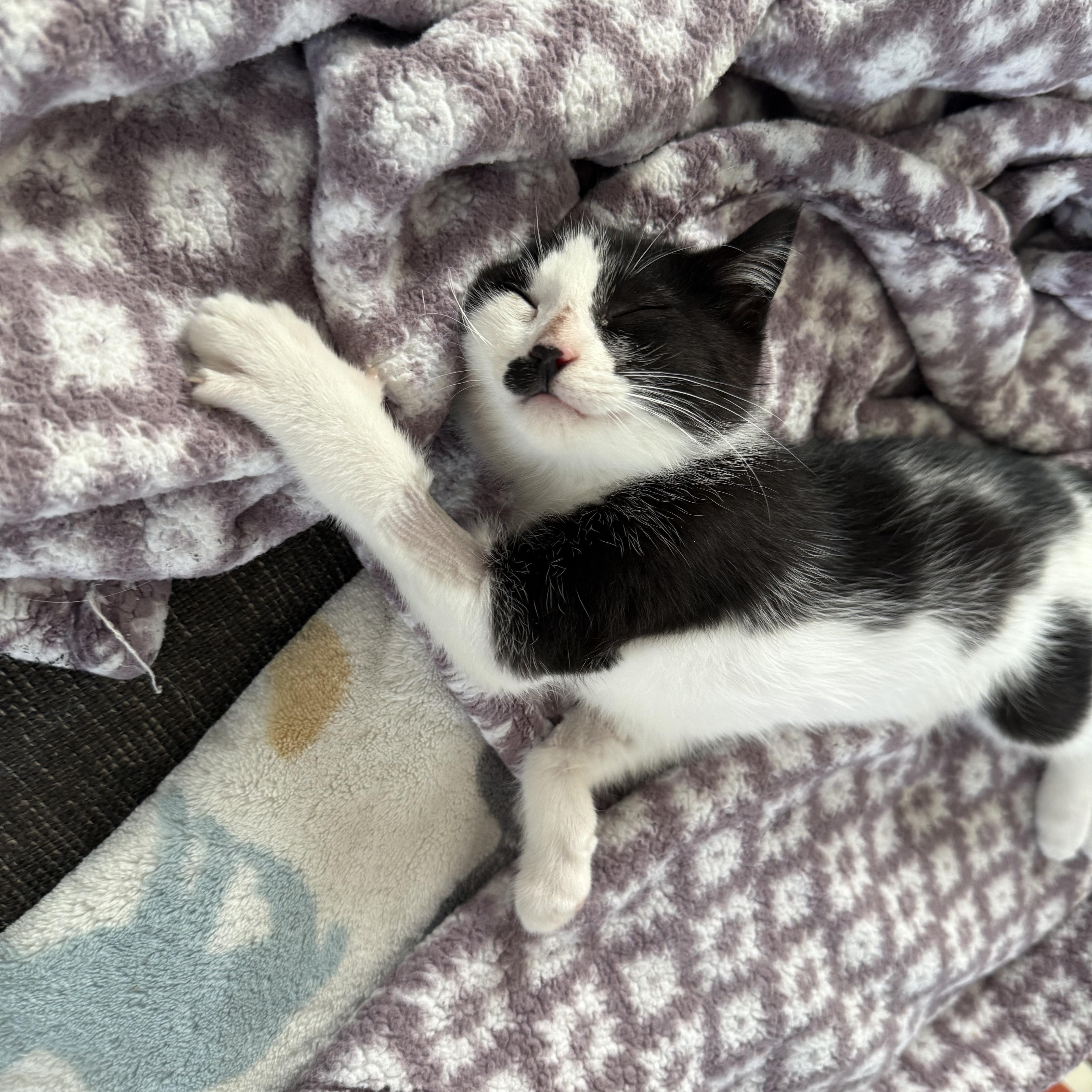 Enlarge Charlie Chaplin, a Adoptable Domestic Short Hair in Naperville, IL image 6/6