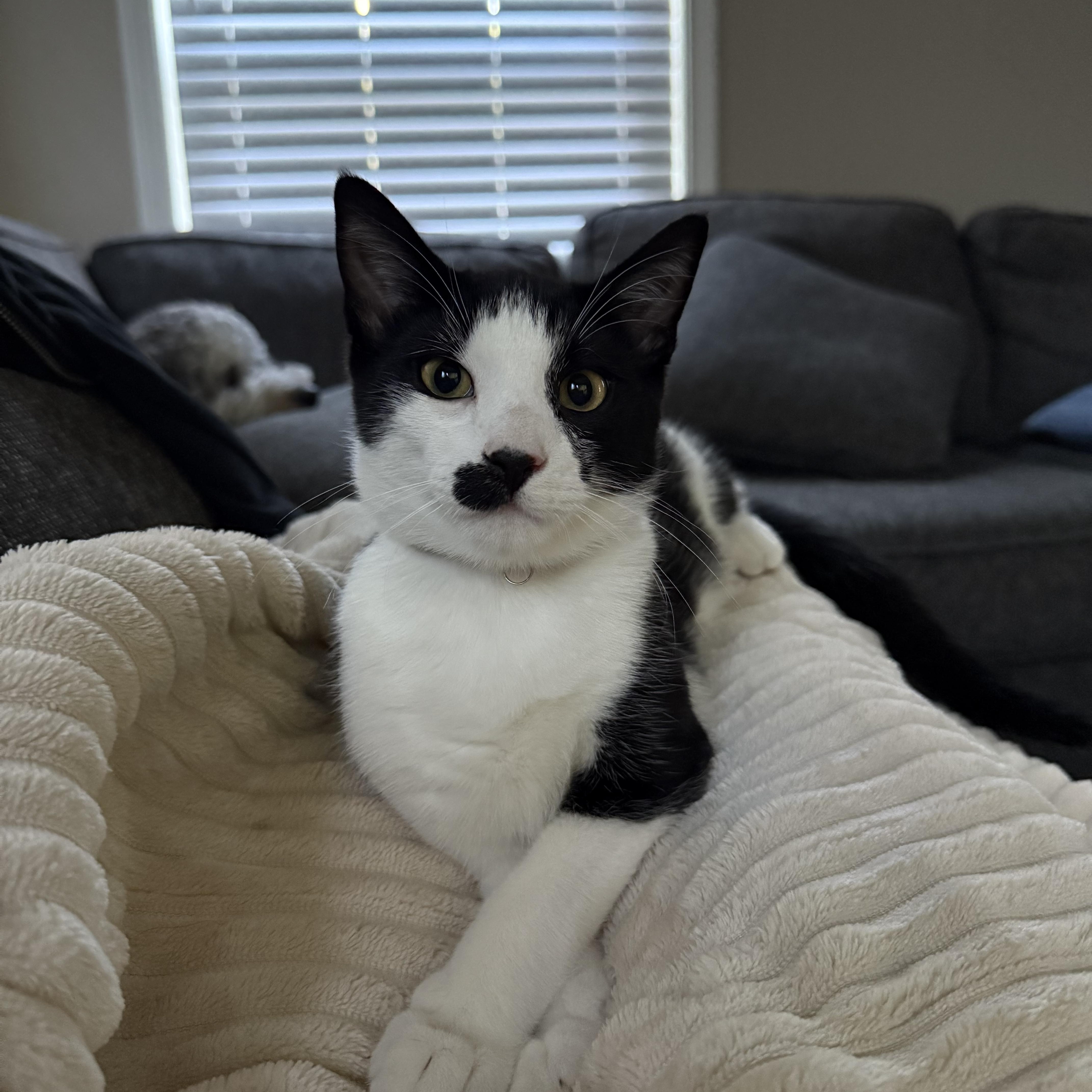 Charlie Chaplin, Adoptable, Kitten Male Domestic Short Hair.