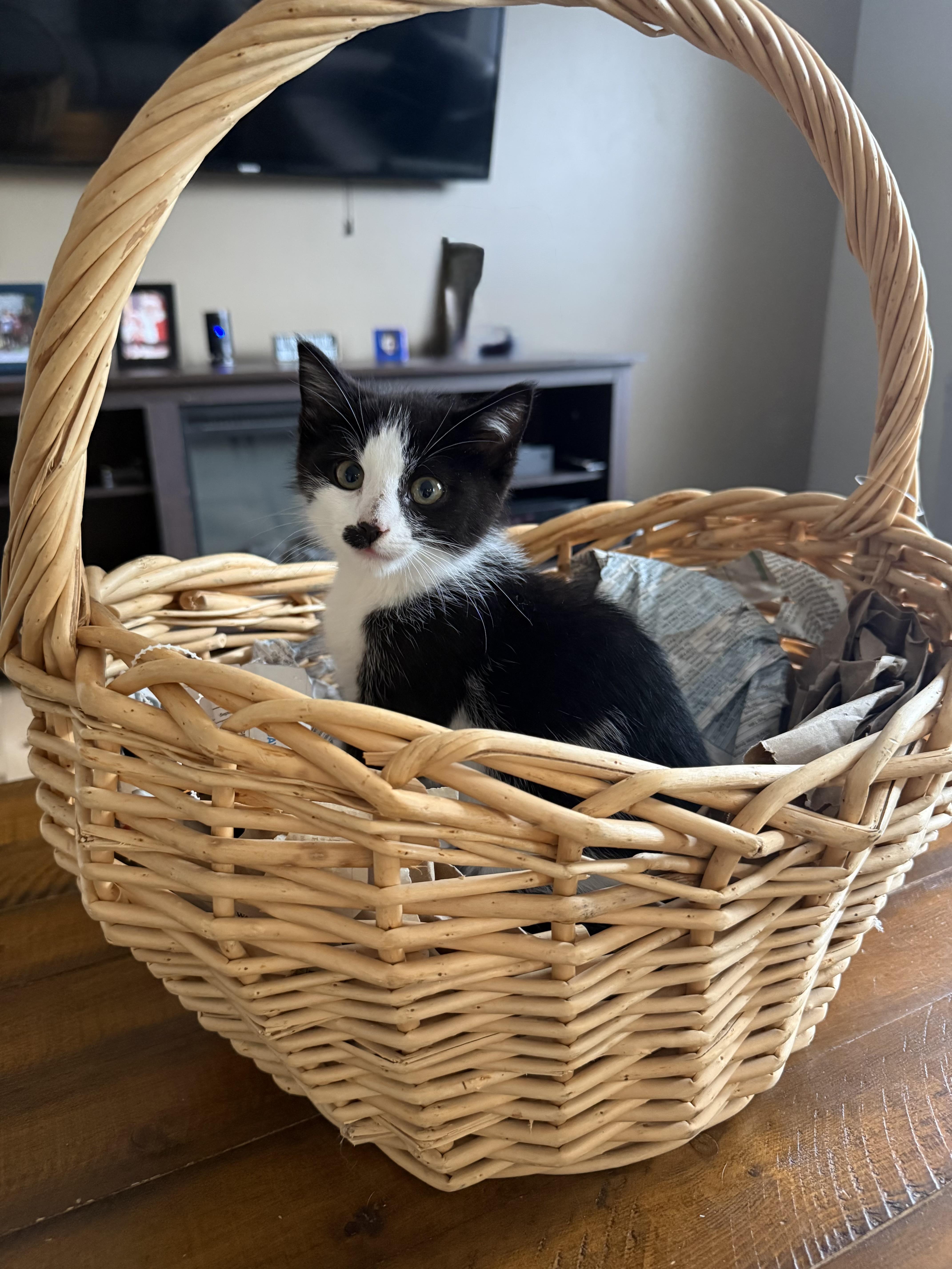 Enlarge Charlie Chaplin, a Adoptable Domestic Short Hair in Naperville, IL image 4/6