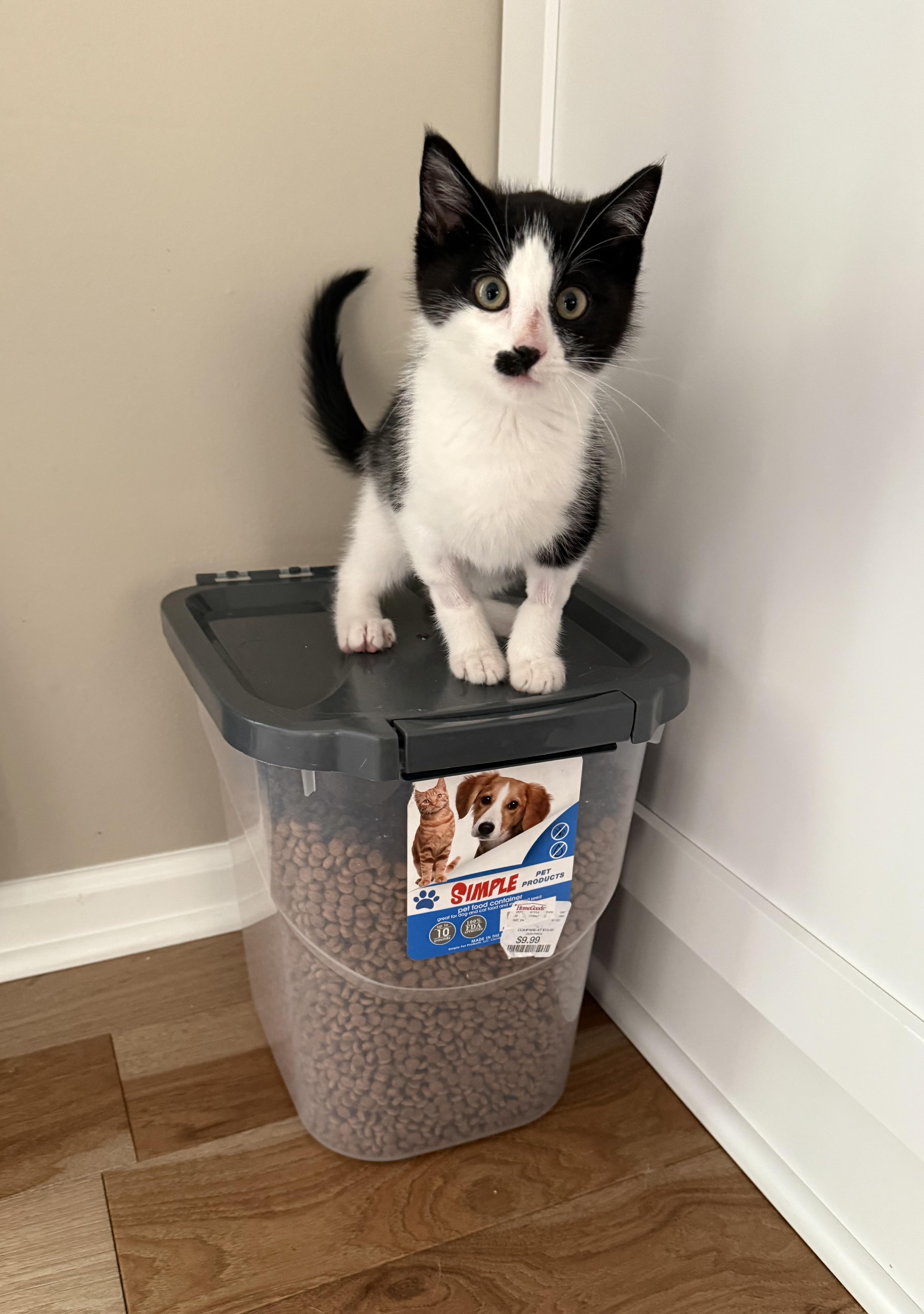 Enlarge Charlie Chaplin, a Adoptable Domestic Short Hair in Naperville, IL image 2/6