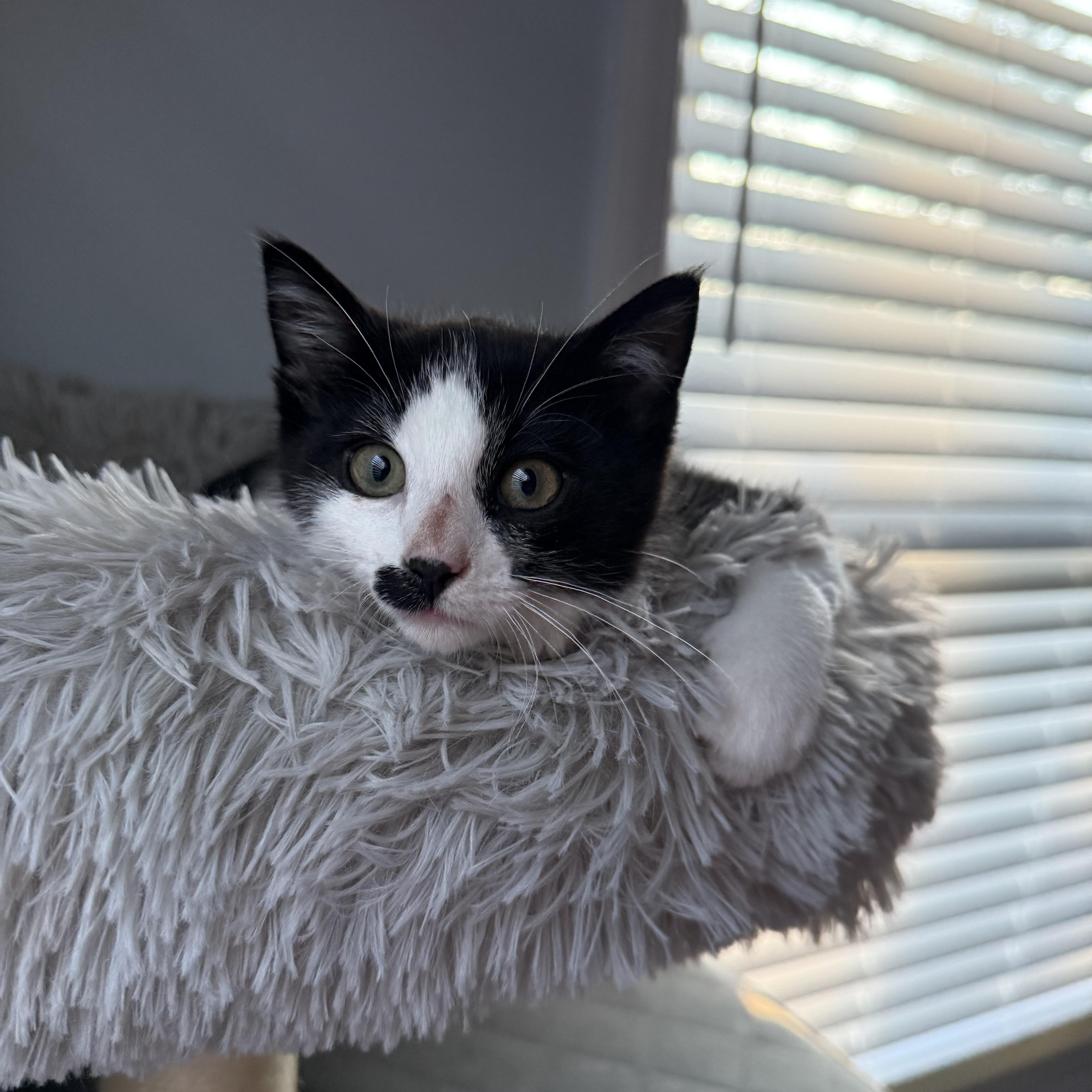 Enlarge Charlie Chaplin, a Adoptable Domestic Short Hair in Naperville, IL image 5/6