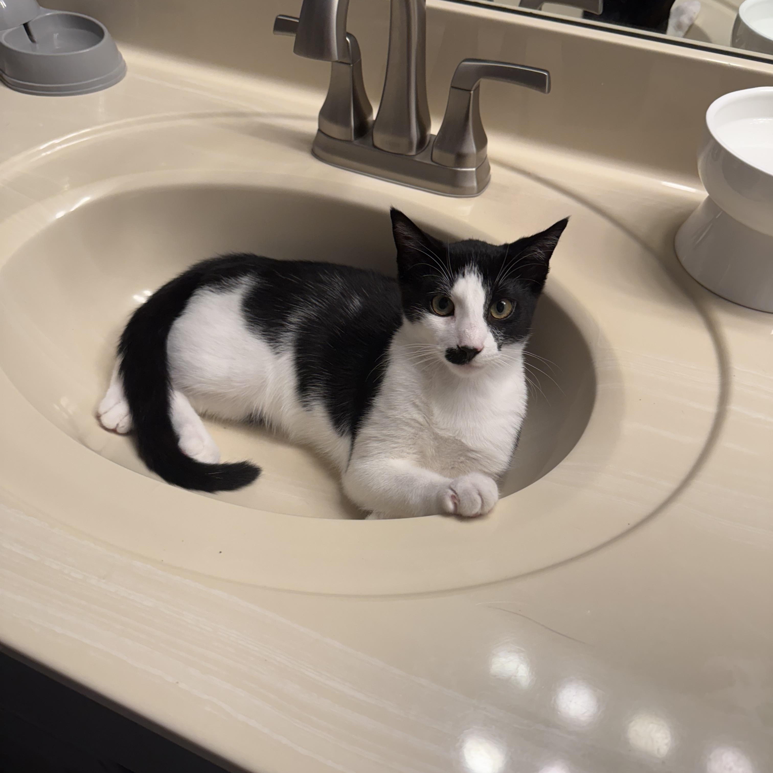Enlarge Charlie Chaplin, a Adoptable Domestic Short Hair in Naperville, IL image 2/6