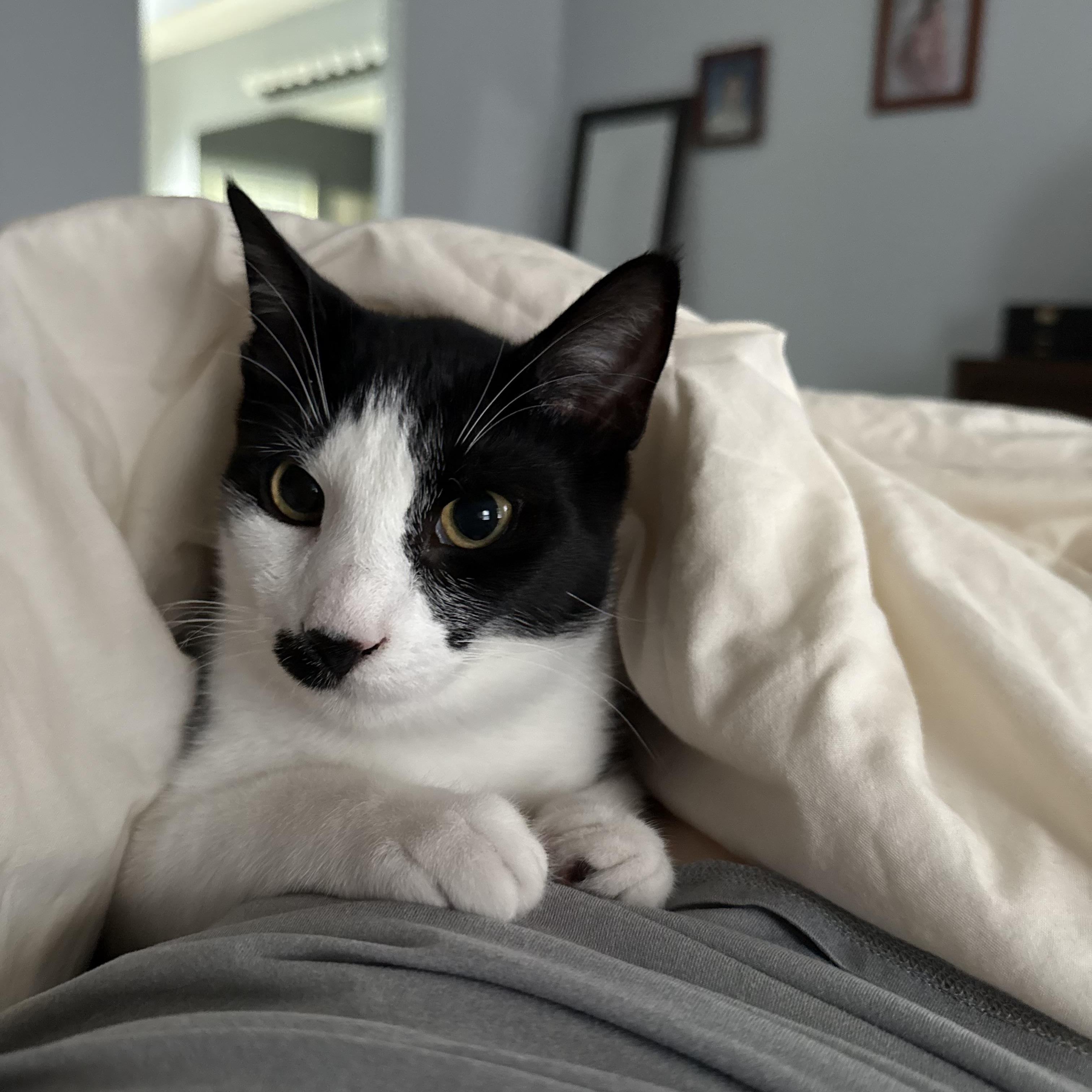 Enlarge Charlie Chaplin, a Adoptable Domestic Short Hair in Naperville, IL image 5/6