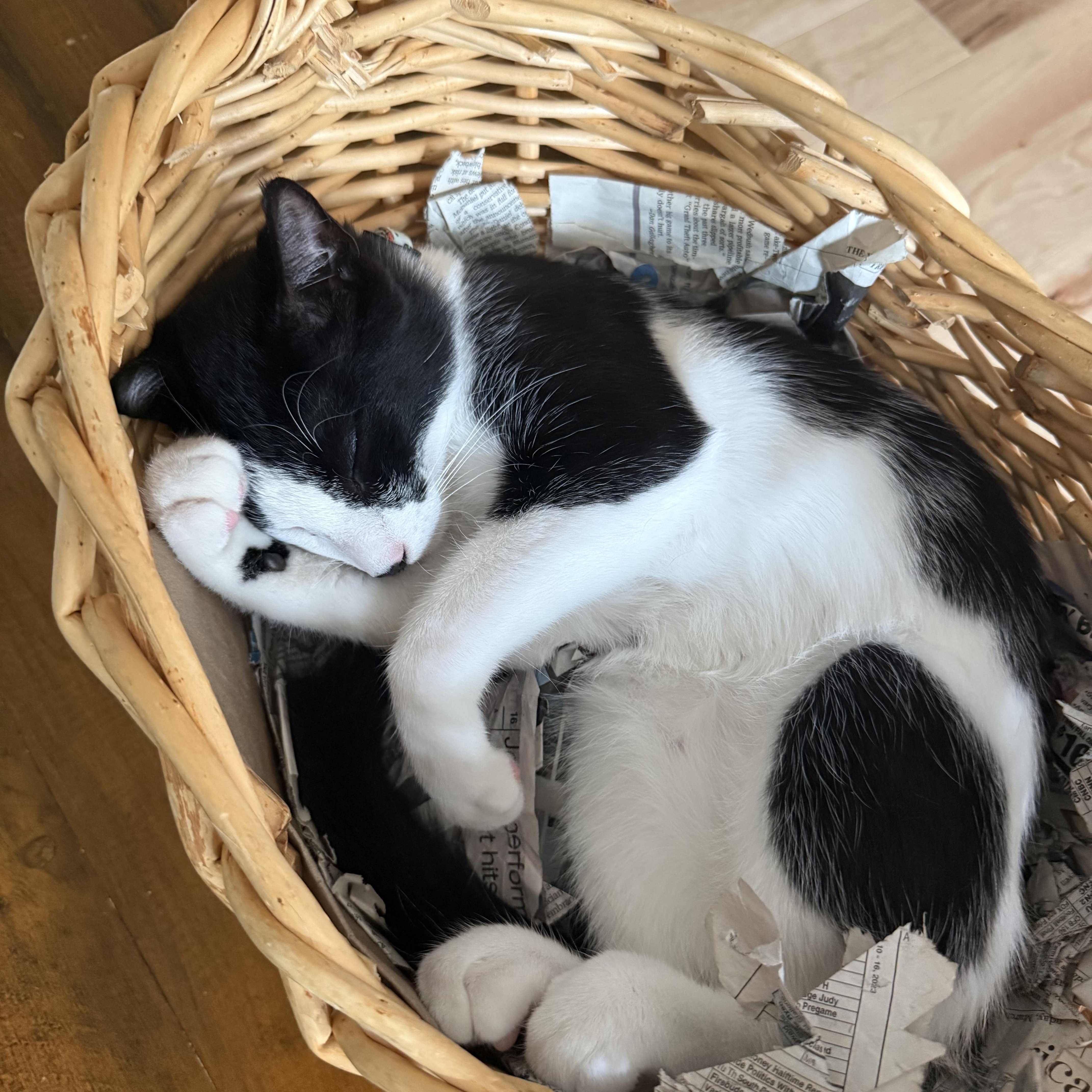 Enlarge Charlie Chaplin, a Adoptable Domestic Short Hair in Naperville, IL image 3/6