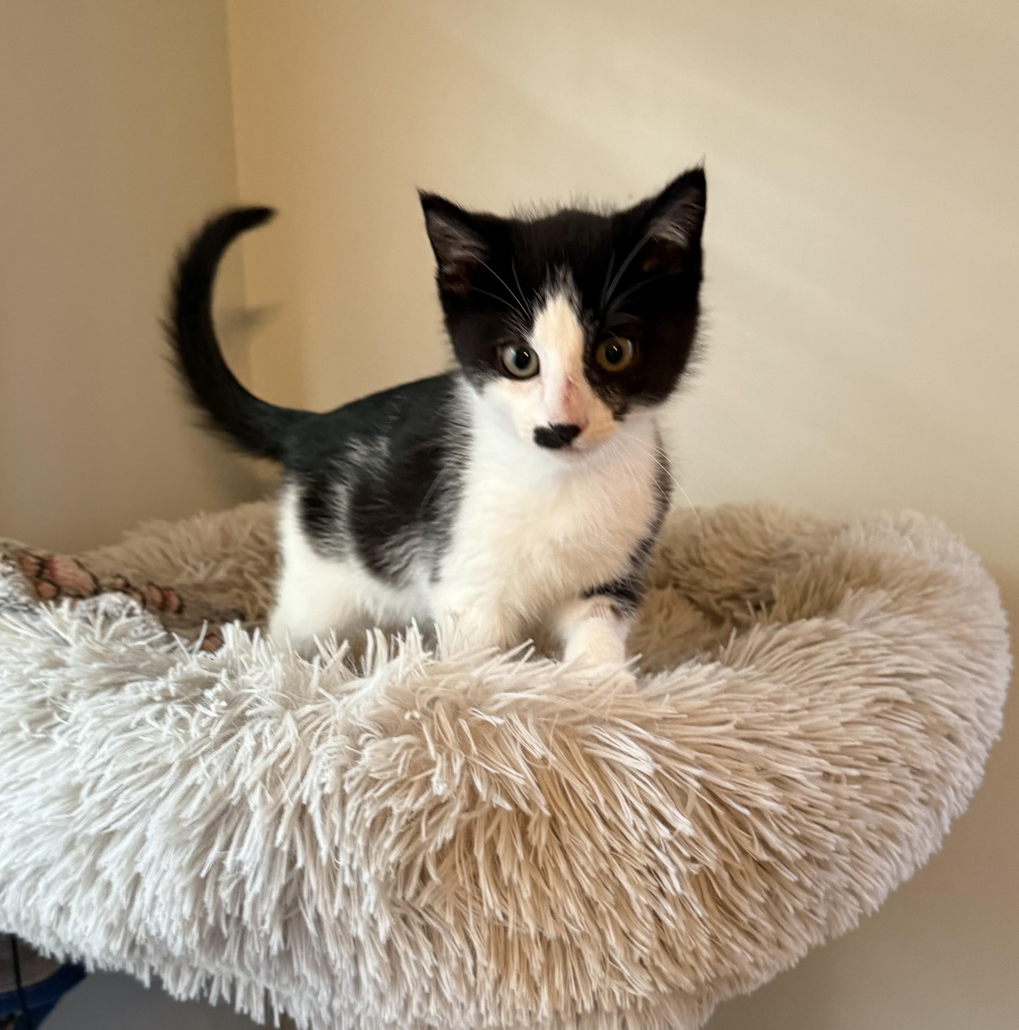 Enlarge Charlie Chaplin, a Adoptable Domestic Short Hair in Naperville, IL image 3/6
