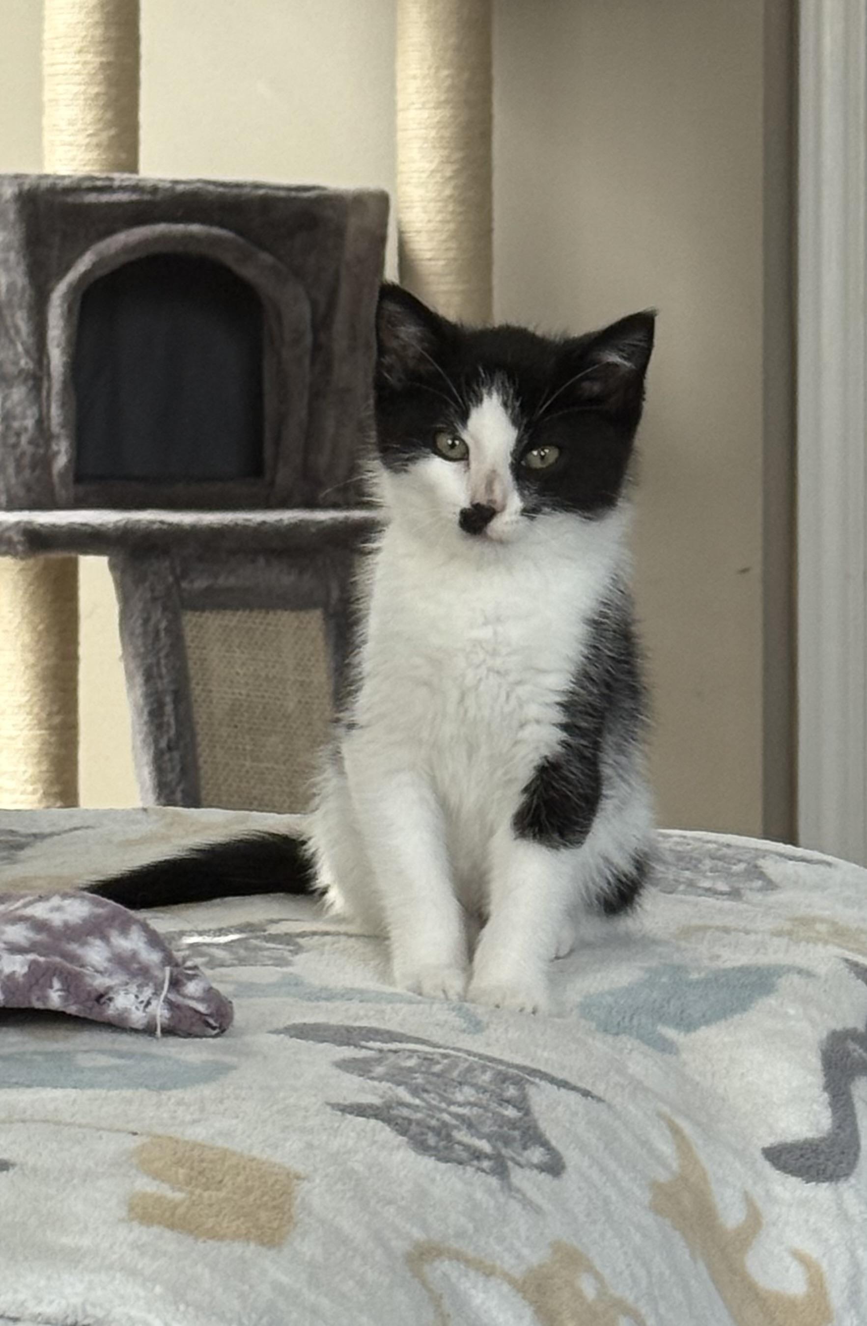 Charlie Chaplin, Adoptable, Kitten Male Domestic Short Hair.