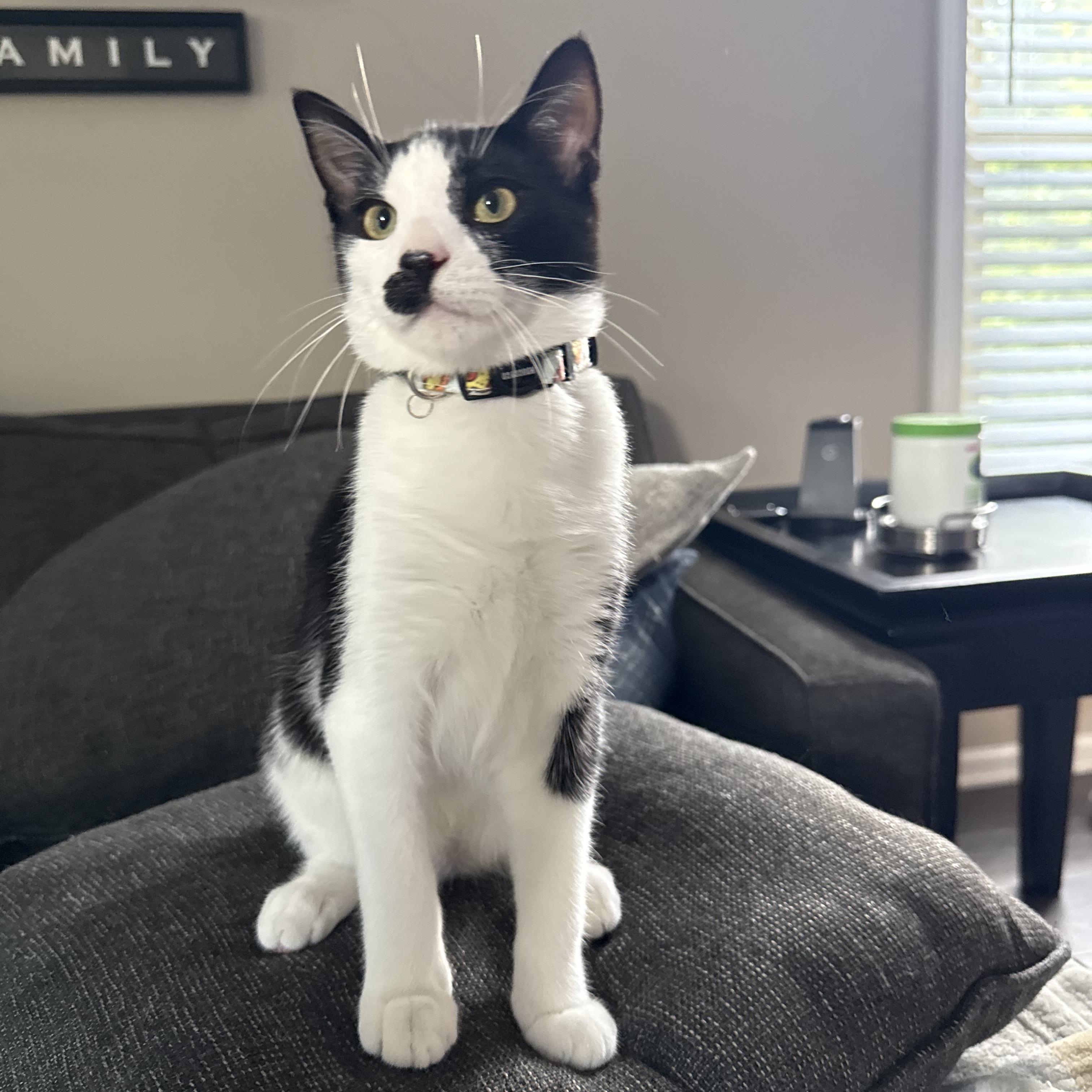 Enlarge Charlie Chaplin, a Adoptable Domestic Short Hair in Naperville, IL image 6/6
