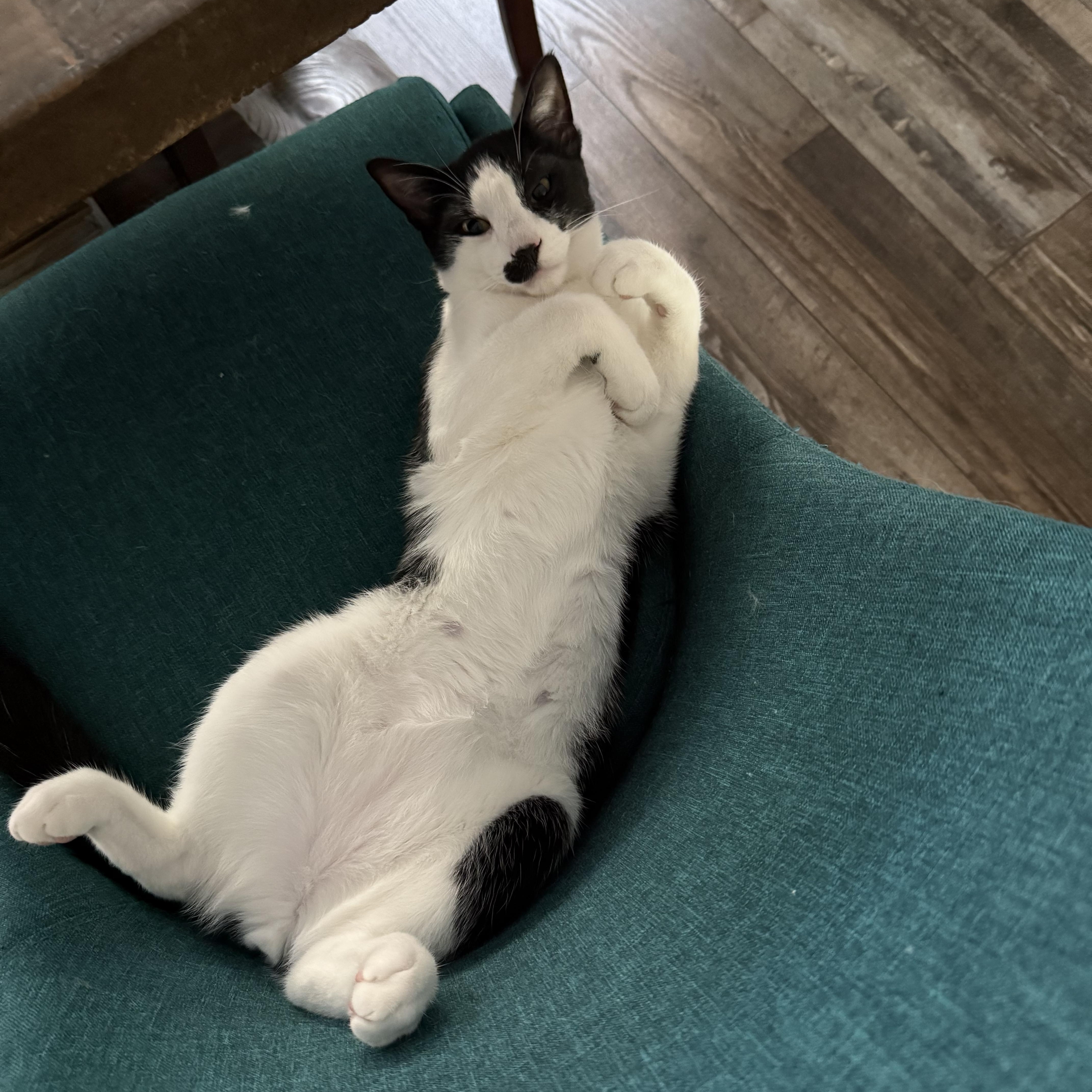 Enlarge Charlie Chaplin, a Adoptable Domestic Short Hair in Naperville, IL image 4/6
