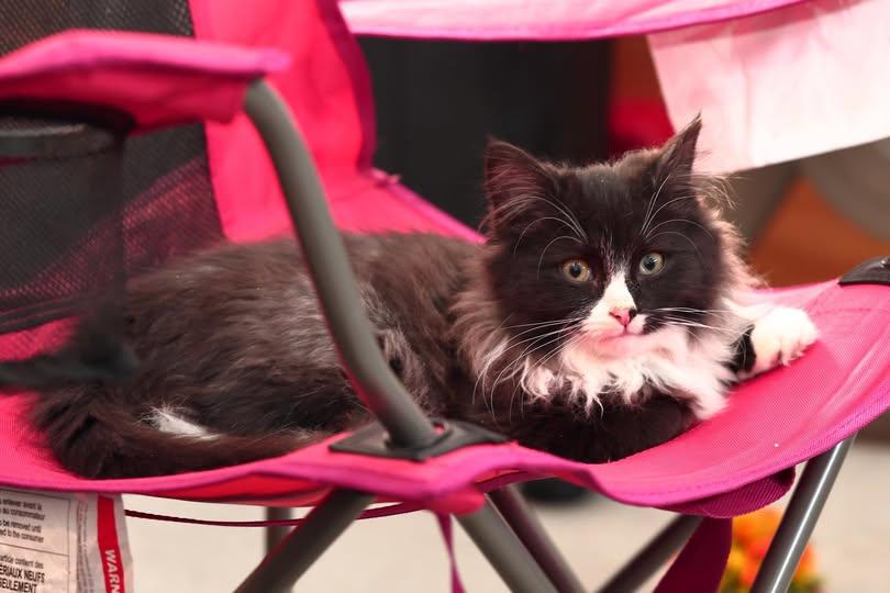 Poupou, adopted, Kitten Male Domestic Long Hair.