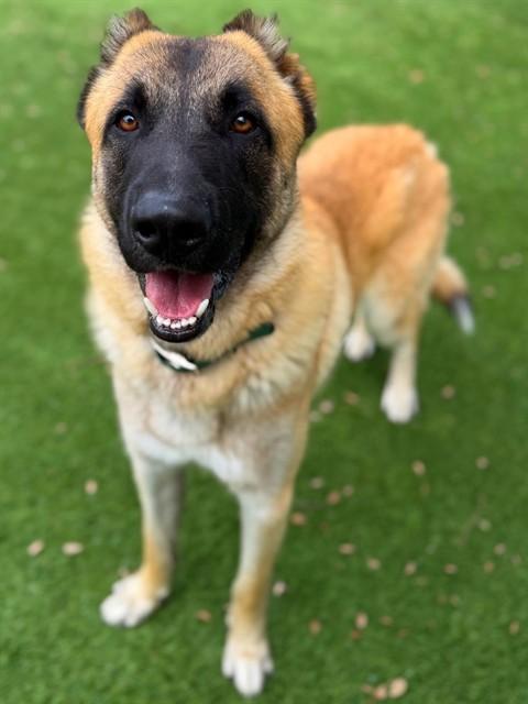 COSMO, Adoptable, Young Male Anatolian Shepherd & Mixed Breed.