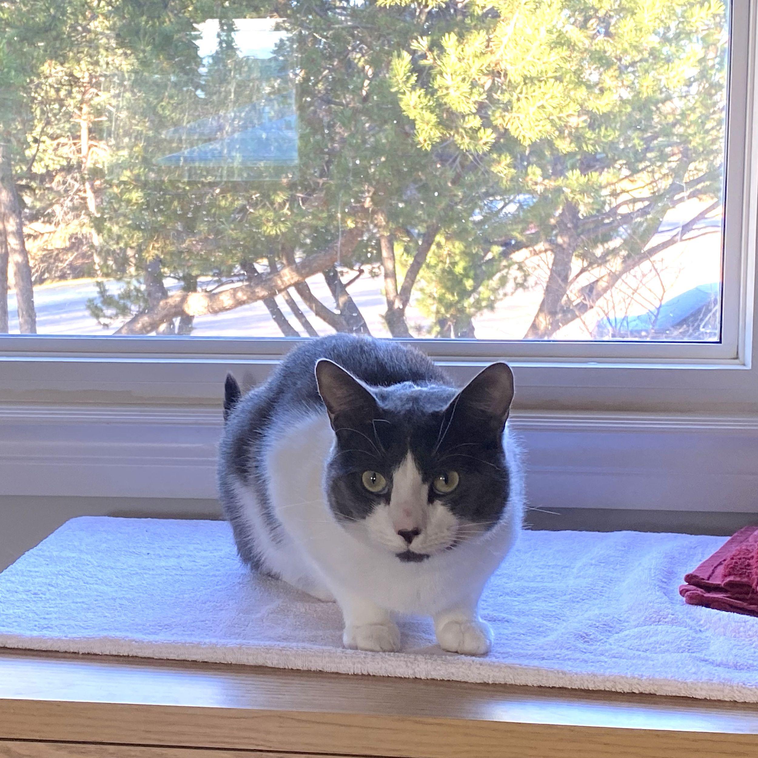 Xavier, a Adoptable Domestic Short Hair in Calgary, AB image 1/5