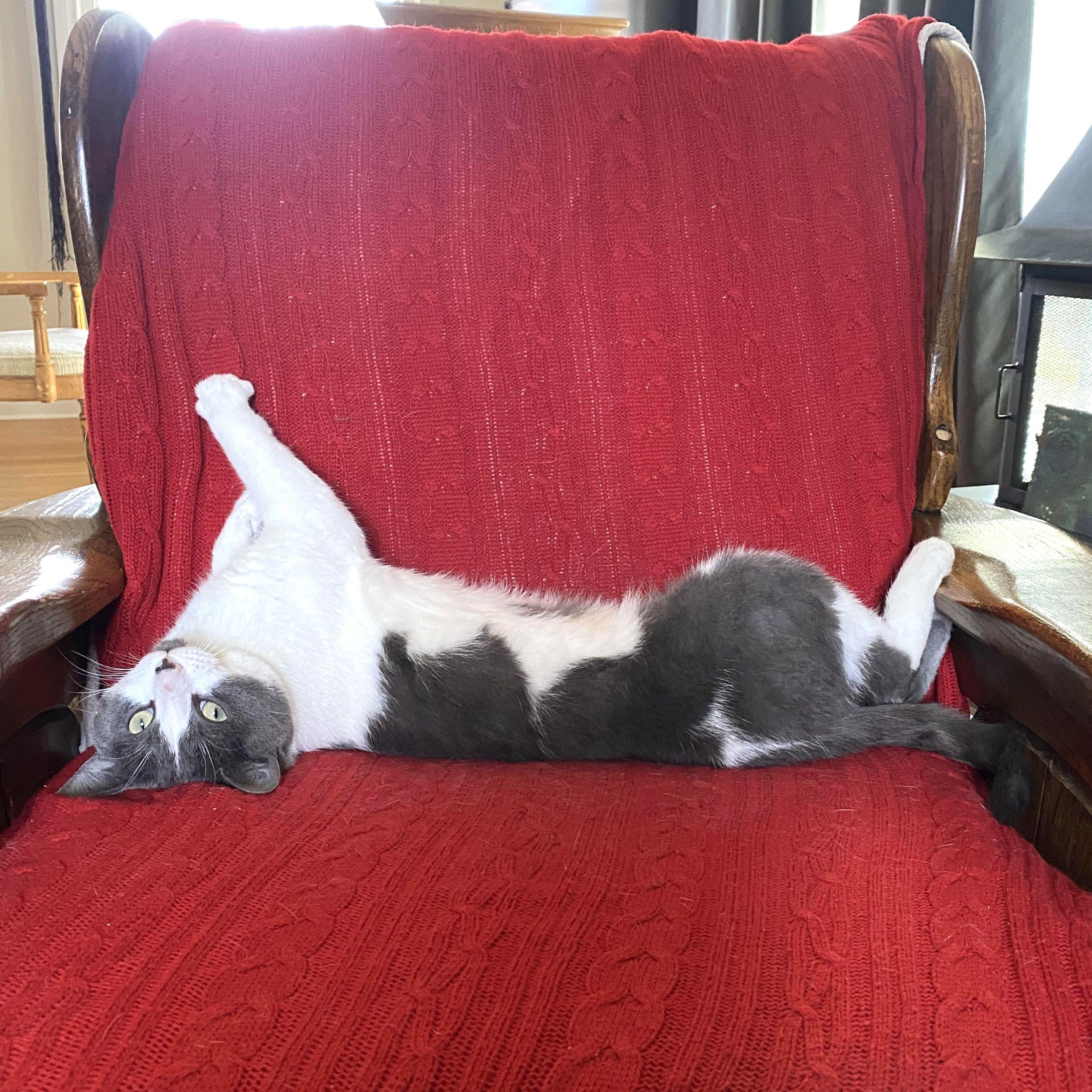 Xavier, a Adoptable Domestic Short Hair in Calgary, AB image 2/5