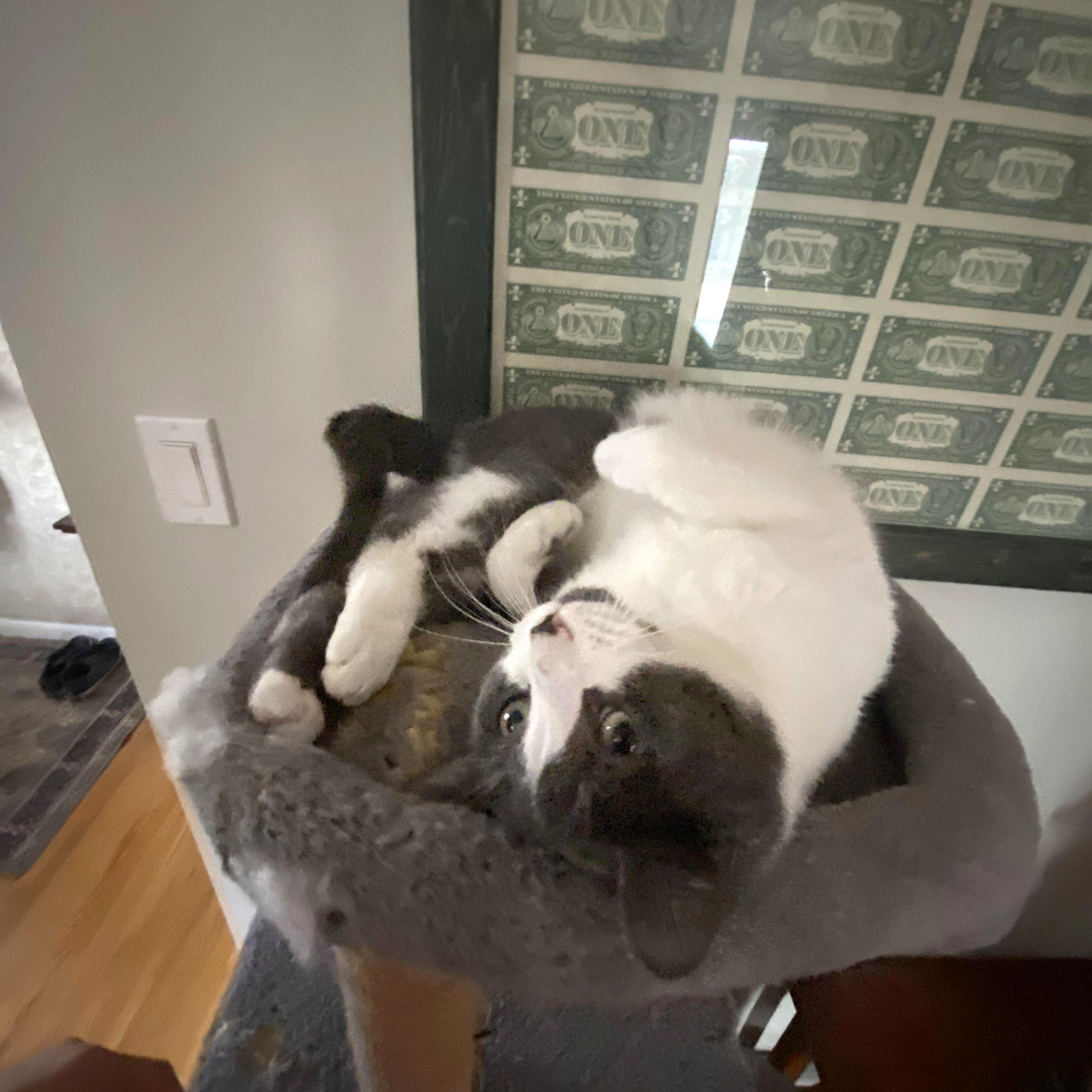 Xavier, a Adoptable Domestic Short Hair in Calgary, AB image 3/5