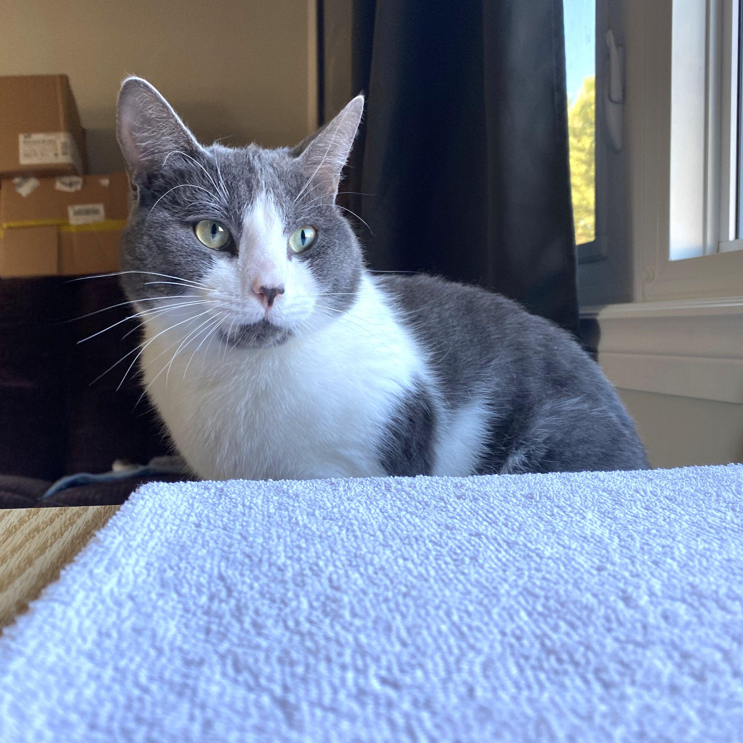 Xavier, a Adoptable Domestic Short Hair in Calgary, AB image 4/5