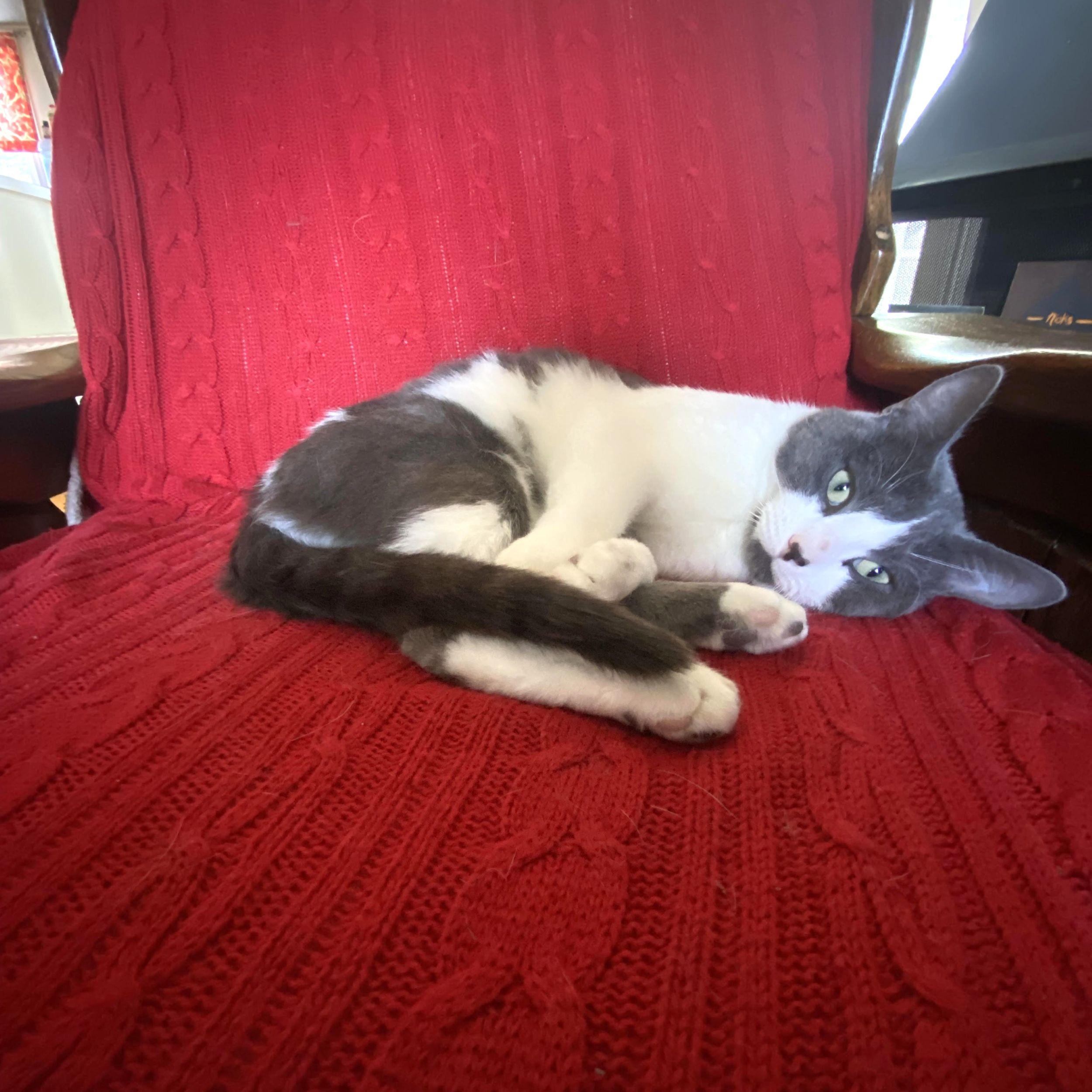 Xavier, a Adoptable Domestic Short Hair in Calgary, AB image 5/5