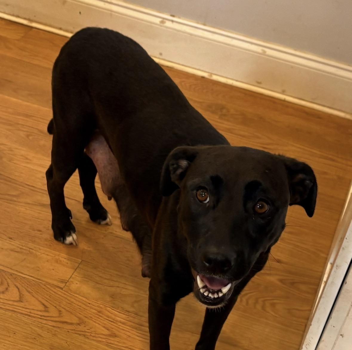 Kiwi, ADOPTABLE, Young Female Black Labrador Retriever & Fox Terrier.