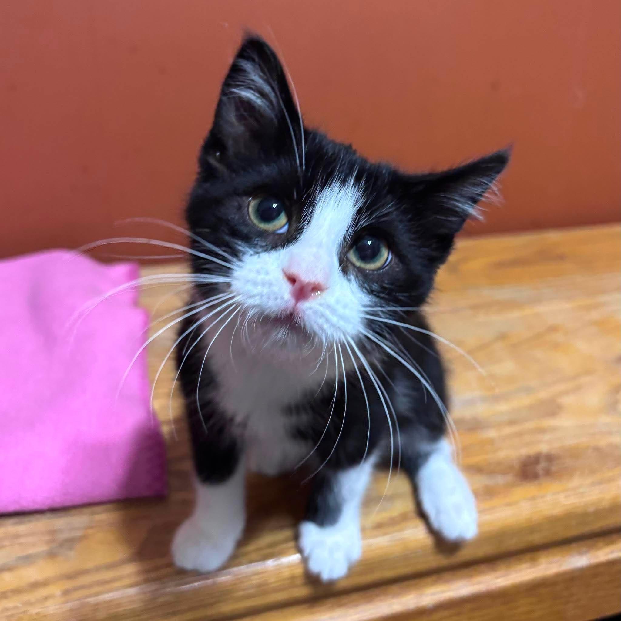 SHARPIE, an adopted Domestic Short Hair in Tillsonburg, ON image 1/2