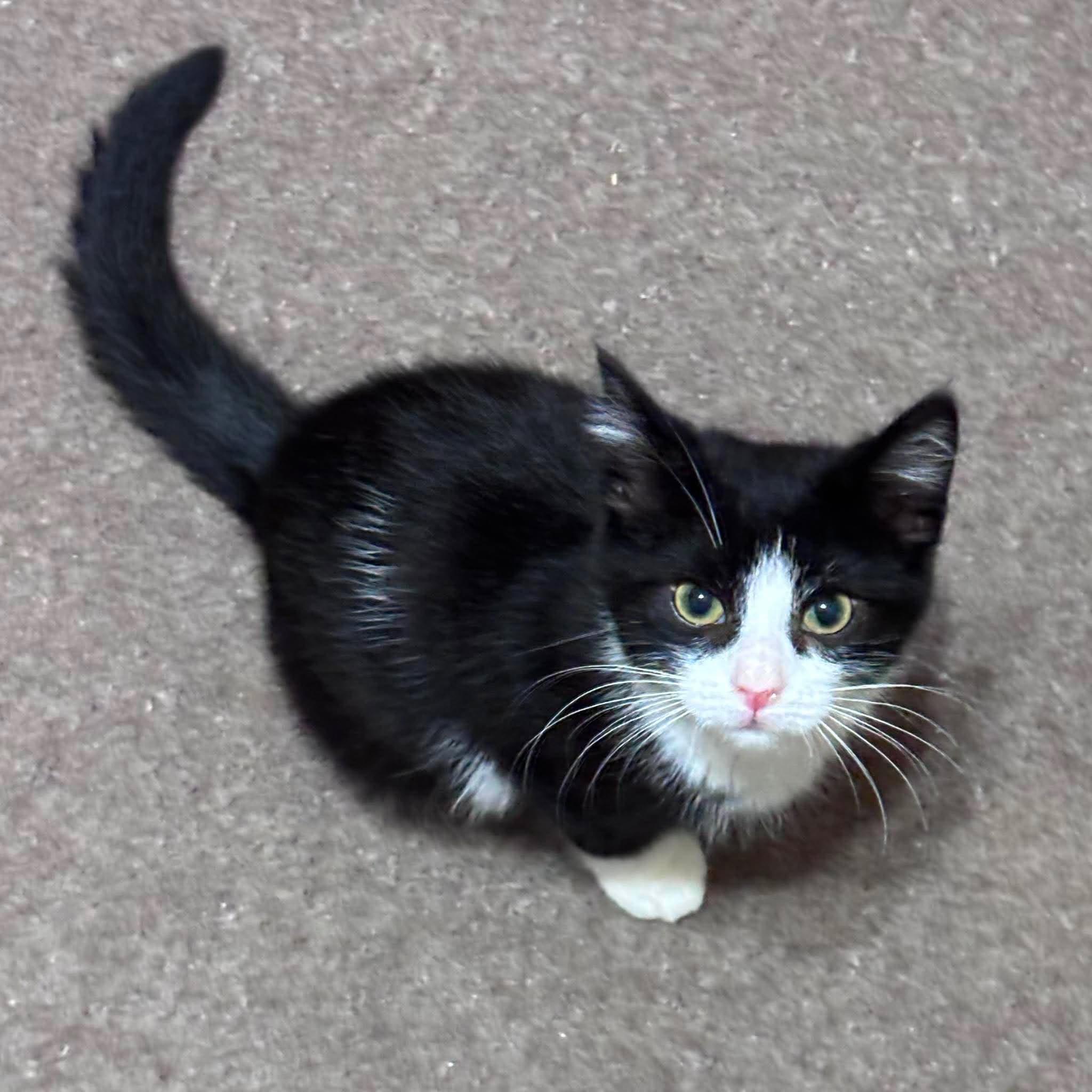 SHARPIE, an adopted Domestic Short Hair in Tillsonburg, ON image 2/2