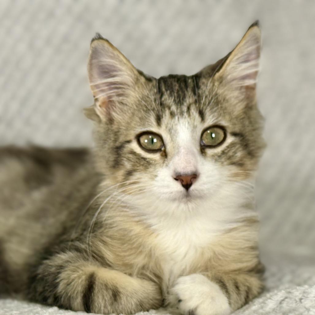 Bucky, Adoptable, Kitten Male Domestic Medium Hair.