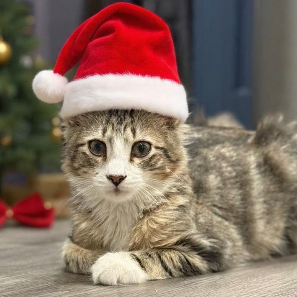 Enlarge Bucky, a Adoptable Domestic Medium Hair in Ponte Vedra Beach, FL image 2/4