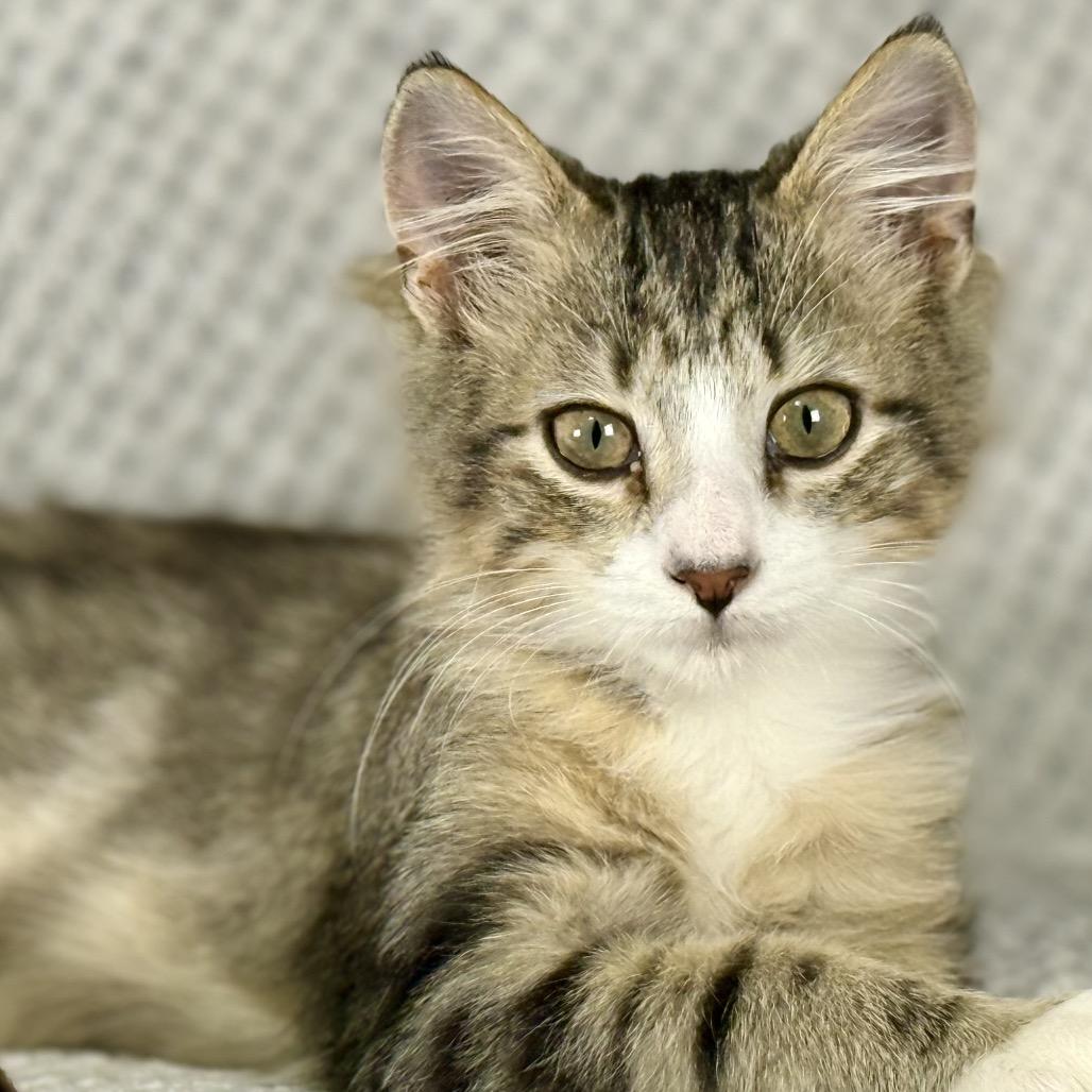 Enlarge Bucky, a Adoptable Domestic Medium Hair in Ponte Vedra Beach, FL image 3/4
