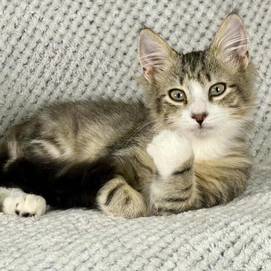 Enlarge Bucky, a Adoptable Domestic Medium Hair in Ponte Vedra Beach, FL image 4/4
