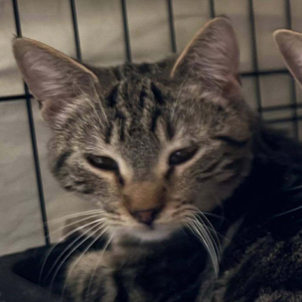 Bill, Adoptable, Young Male Domestic Short Hair.