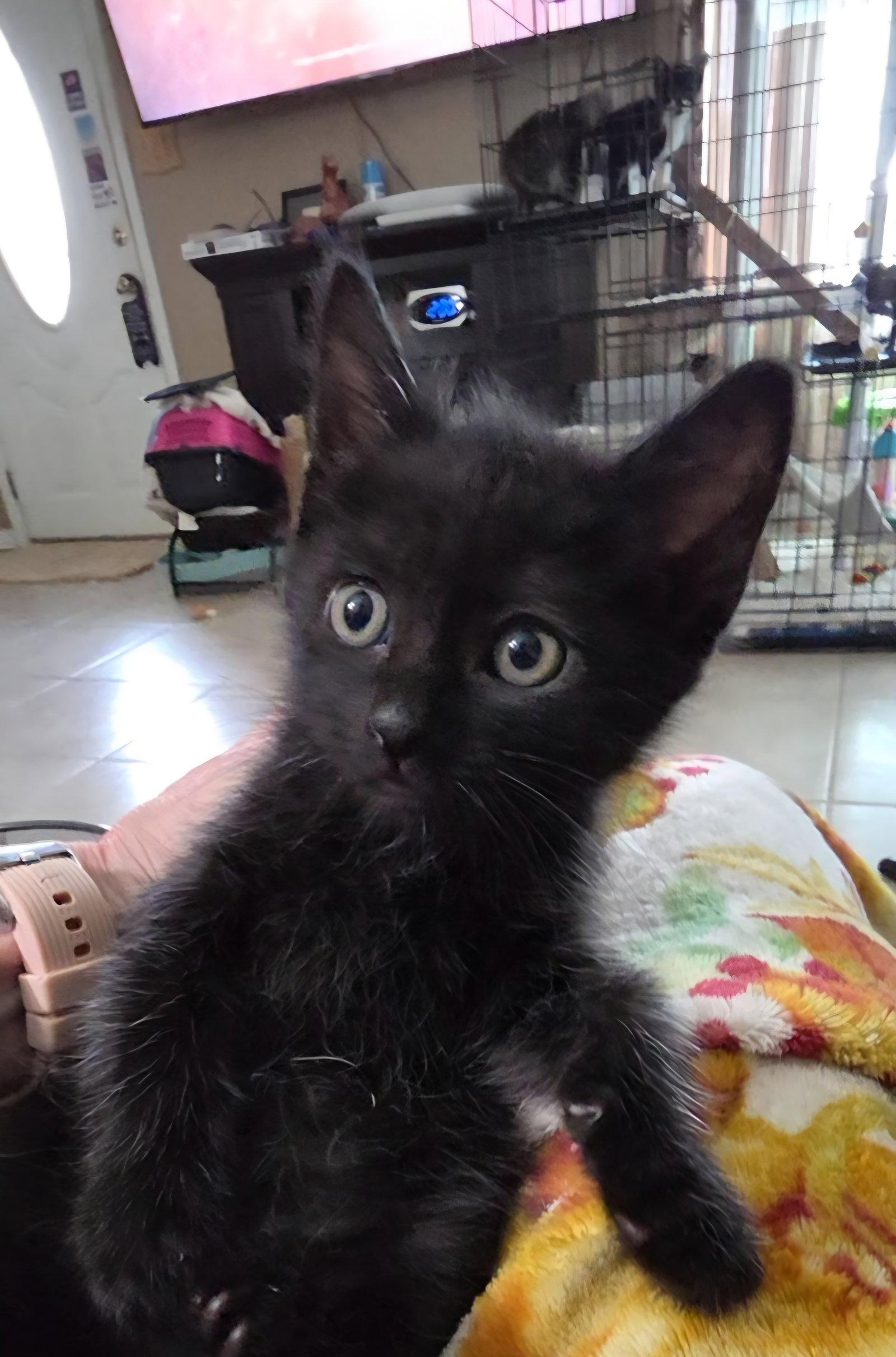 Leander, Adopted, Kitten Female Manx & Domestic Medium Hair.