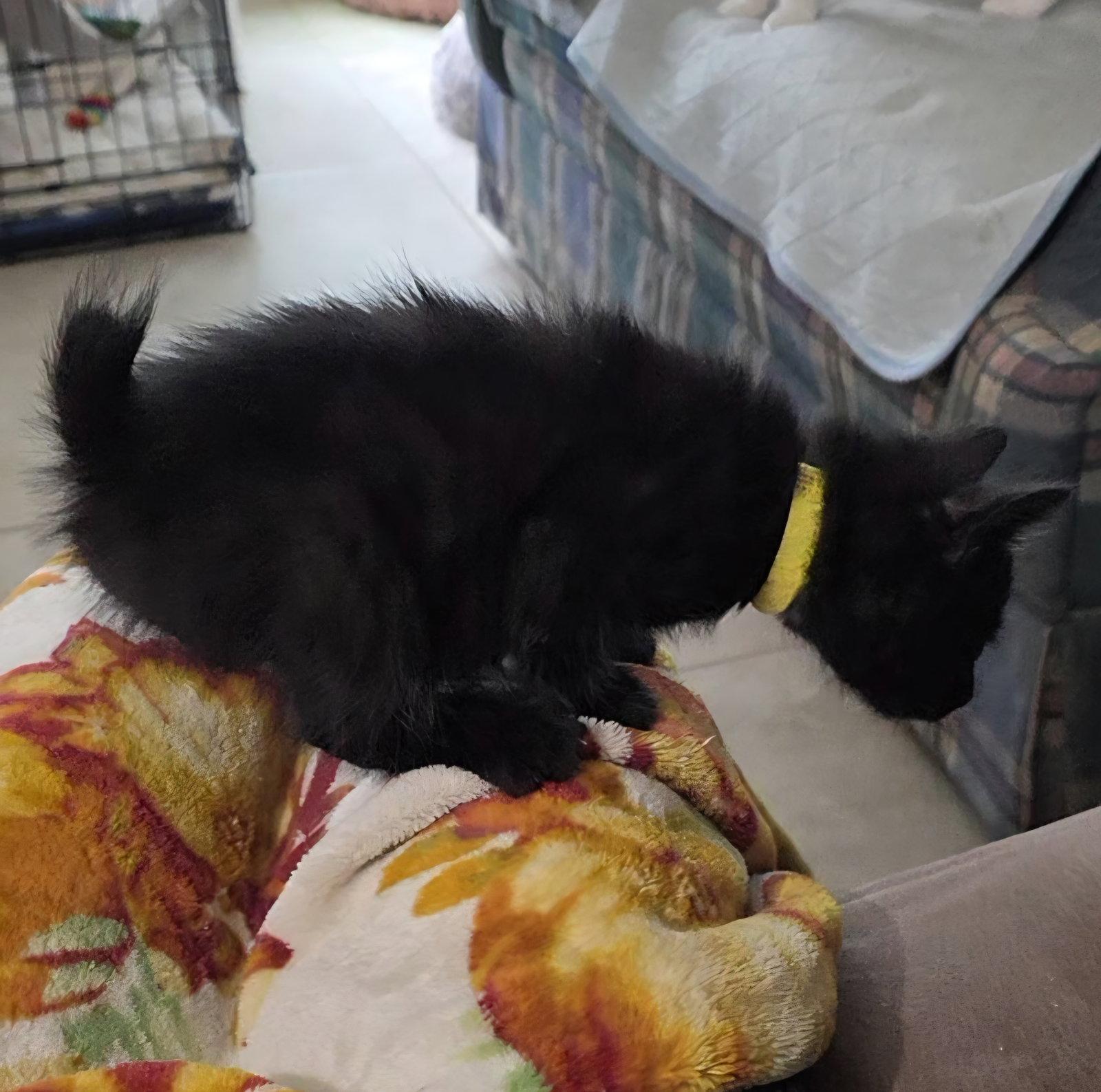 Leander, a Adopted mixed breed in Magnolia Springs, AL image 2/3